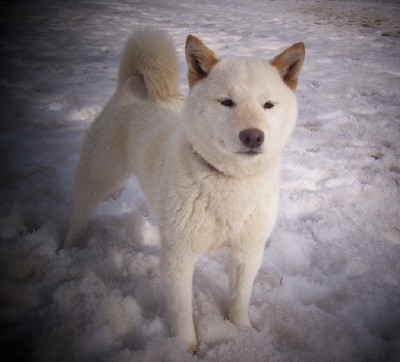 female shiba inu for sale