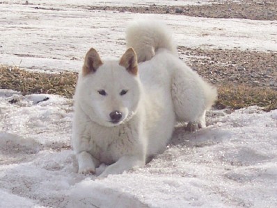 shiba inu adults for sale