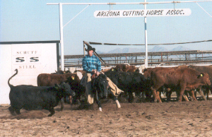 Brian spider full herd Az.jpg (61260 bytes)