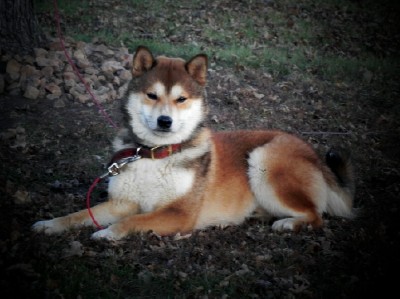 sesame shiba inu breeders