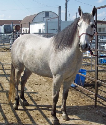 http://www.krugerquarterhorses.com/Grey%20mare%202.jpg