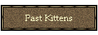 Past Kittens